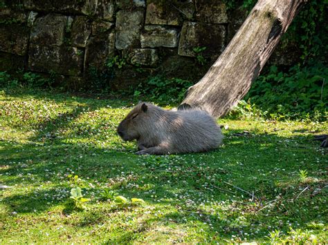 Discover Where You Can Legally Adopt a Capybara in the U.S.: The ...