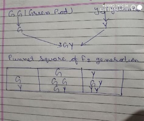 2.With the help of a punnett square, find the percentage of ...