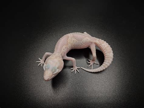 Mack Snow RAPTOR Het Blizzard Leopard Gecko by Absinthe Reptiles ...