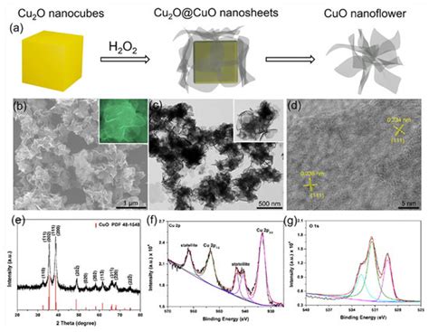 Inorganic Nanoflowers—Synthetic Strategies and Physicochemical ...