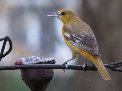 BirdsEyeViews: Baltimore Orioles