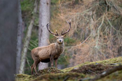 10 native Scottish animals and where you can find them around the country - Daily Record