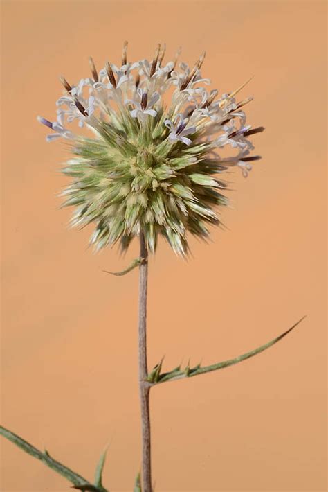 Echinops philistaeus Feinbrun & Zohary | Plants of the World Online ...