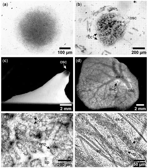 A Review on Genus Halichondria (Demospongiae, Porifera)