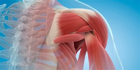 Image result for Shoulder Exercise On Cable Machine