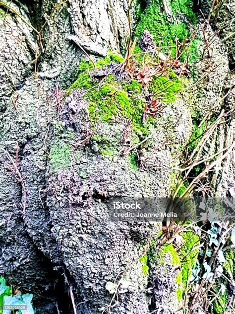 Image result for Minecraft Tree Face