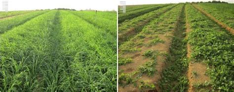 DEADLINE: Fall 23 Field Cover Crop Program, Woodford County ...