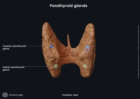 Parathyroid Gland Model Molecular Model Of Parathyroid Hormone
