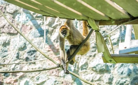 Black-handed Spider Monkey - Milwaukee County Zoo