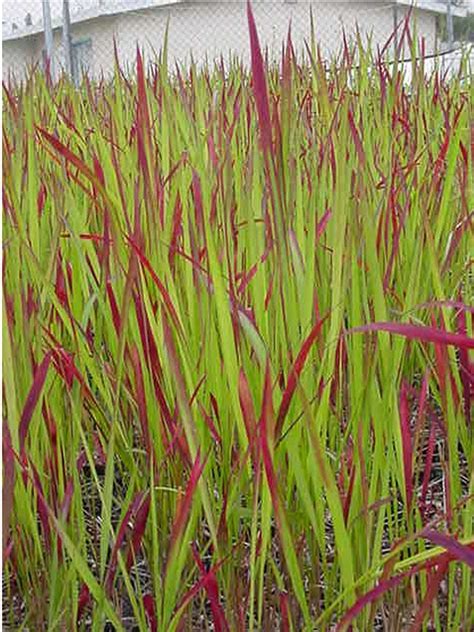 Imperata cylindrica ‘Rubra’ (Japanese Blood Grass)