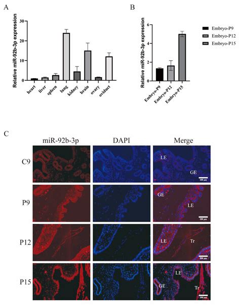Ssc-miR-92b-3p Regulates Porcine Trophoblast Cell Proliferation and ...
