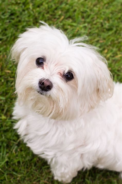 Are Malteses Good Apartment Dogs