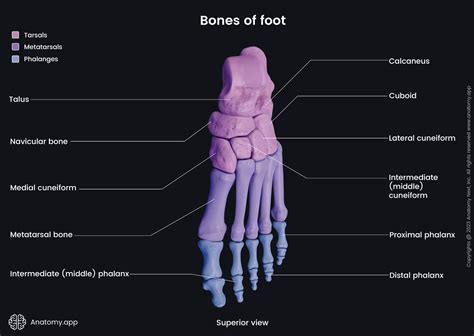 Foot Bones Diagram