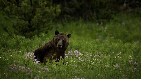 Download wallpaper 3840x2160 bear, animal, wildlife, grass, flowers 4k ...