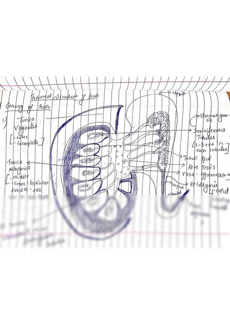 Image result for Testes Structure Class 12
