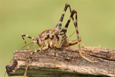 Are Spider Crickets Dangerous? | My Pest Pros