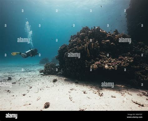 A fascinating shot from depths of the Red Sea and a scuba diver ...