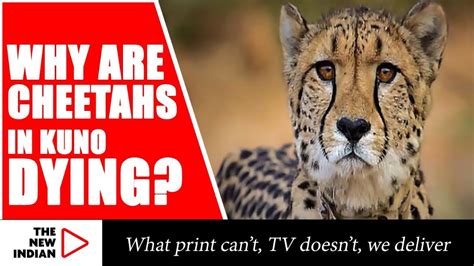 Kuno cheetah deaths due to stress & poor management says expert THE NEW ...