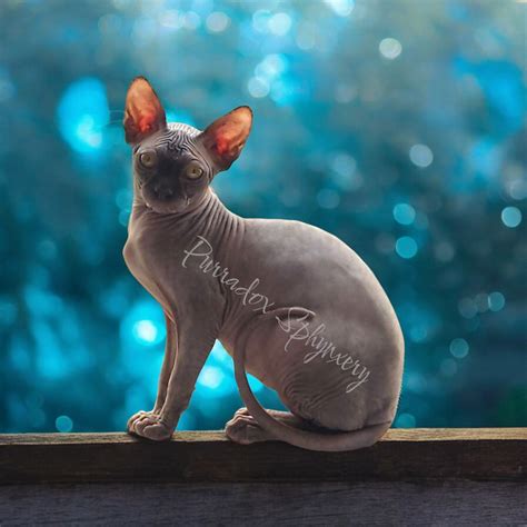 Sphynx Cats For Sale | Georgia’s Ethical Sphynx Breeder