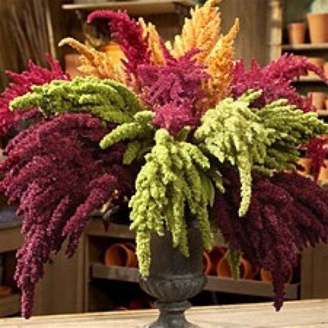 Creative Farmer Flower Seeds : Amaranthus Pygmy Torch Dwarf Mix Flower ...
