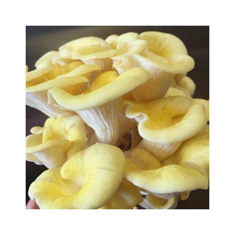 Zitronenseitling - Pleurotus citrinopileatus - Körnerbrut für die ...