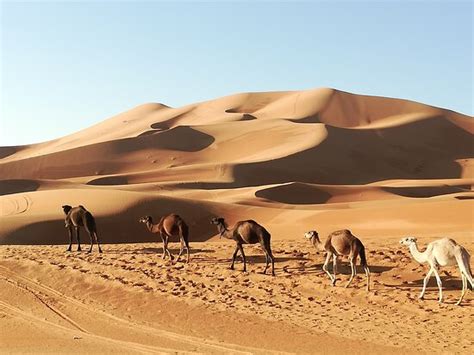 Tamazirt Evasion (Agadir) - 2021 What to Know Before You Go (with ...