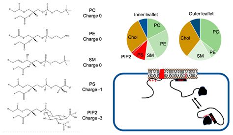 Basic Residue Clusters in Intrinsically Disordered Regions of ...