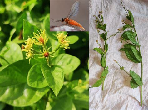 Jasmine Inferno: Outrage of a Small Fly