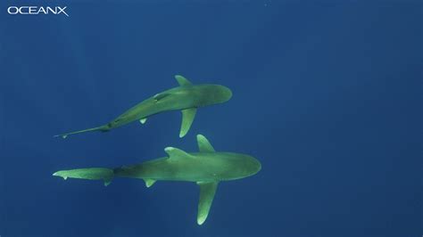 Shark Mating Facts