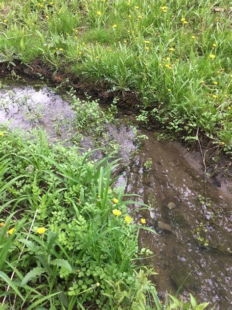 Exploding Toads Video 的图像结果