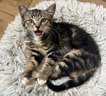 PetSmart Kitten Meet & Greet, PetSmart (Seal Beach, CA), 9 June 2024 ...