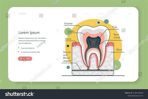 Image result for Tooth Structures