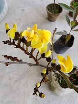 Siam Garden Rare Exotic Dwarf Yellow Palash/Butea Very Rare Flowering ...