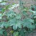 Buy Ricinus Communis, Castor Oil Plant, Arandi - 0.5 kg Seeds online ...