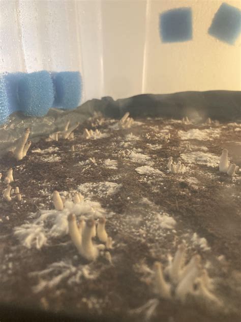 Update: I started fanning and misting 2-3 times a day, switched out the tapes for these sponge ...