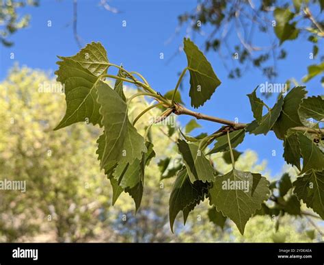 Fremont Cottonwood (Populus fremontii Stock Photo - Alamy