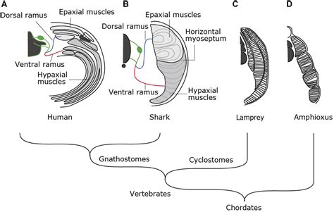 Frontiers | Developmental Evolution of Hypaxial Muscles: Insights From ...