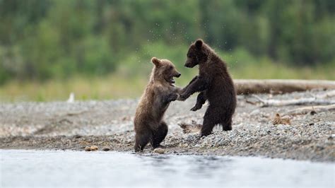 Wallpaper bears, cubs, animals, water, spray, cute hd, picture, image