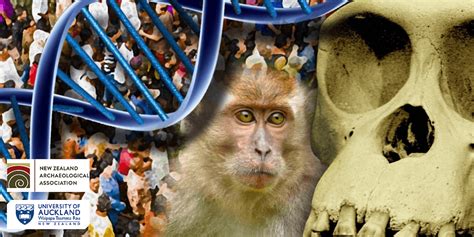 Archaeology and Bioanthropology Lab Tours at the University of Auckland ...