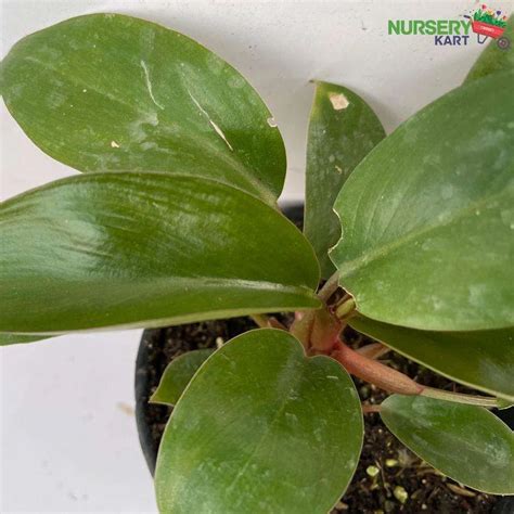 Buy Red Philodendron Plant online from Nursery Kart