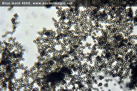 Mold Under Microscope 的图像结果