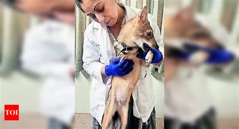Jackal Pup: Orphaned jackal pup learns to walk after losing limb to ...