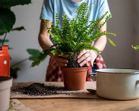 Potted Ferns Care