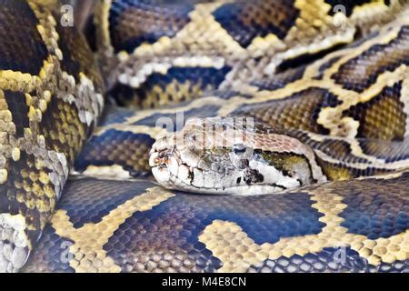 Image result for Yellow Head Reticulated Python