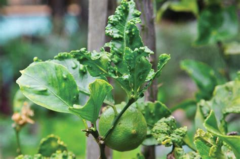 Citrus Psylla | Pests and Diseases | Maintenance | The Gardener : The ...