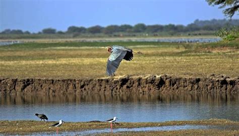 Wadhvana Bird Sanctuary To Discover The Unique Biodiversity In 2026