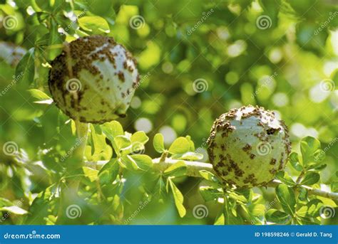 Black Monkey Orange Fruit 13780 Stock Photo - Image of strychnos ...
