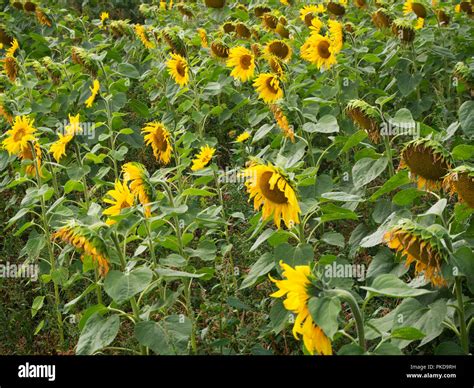 When Does Sunflowers Bloom In Michigan at Tracey Parmelee blog