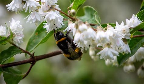 Silent fields: a cocktail of pesticides is stunting bumblebee colonies ...