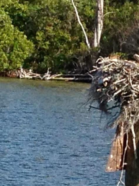 Logitech HD 720P Driver 的图像结果